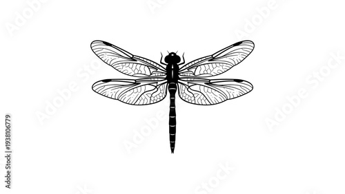 Detailed dragonfly in black and white line art on white background