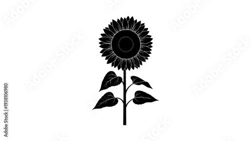 Detailed sunflower silhouette with leaves on white background