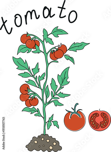 Sketch of a tomato plant with lettering	