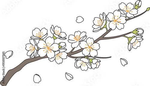 Delicate illustration of beautiful pink cherry blossom flowers blooming on a simple brown branch with falling petals