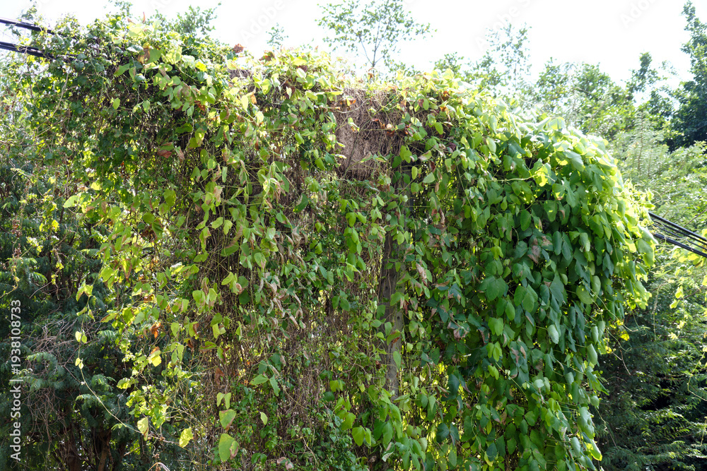 Fototapeta premium Lush climbing vines completely covering an old urban utility pol