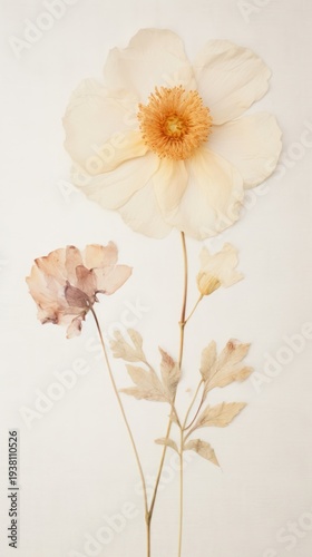 Real pressed mini white rose flower petal plant.