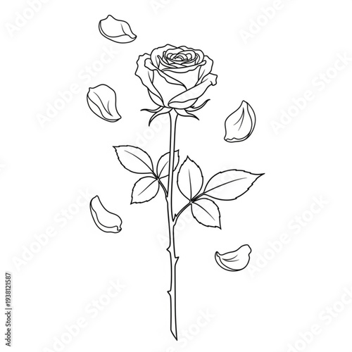 A minimalist line art illustration of a rose with petals falling off
