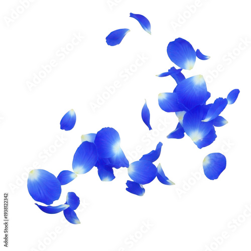 A beautiful arrangement of blue flower petals isolated on transparent background floating gently