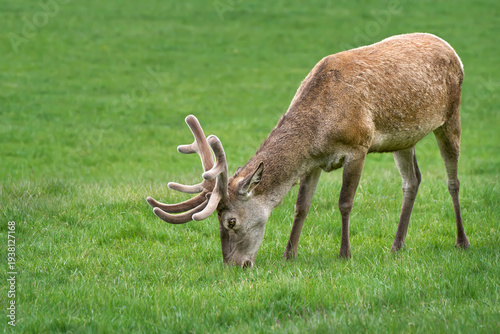 Grasender Rothirsch (Cervus elaphus) mit gerade nachwachsendem Geweih, Nahaufnahme auf einer Wiese im Mai in Deutschland