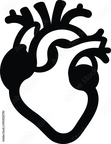 Anatomical illustration of a human heart with visible chambers and major blood vessels Vector