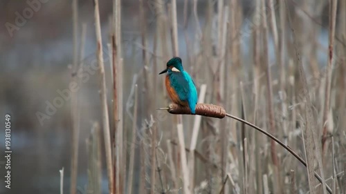 Kingfisher Bird on a Reed