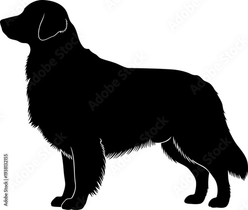 Golden retriever dog standing profile silhouette