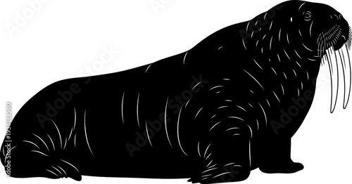 Walrus silhouette with long tusks profile view