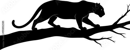 Black panther silhouette stalking along a tree branch in the wild