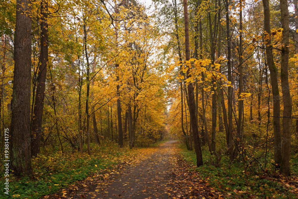 Fototapeta premium Empty road winding through vibrant autumn forest with tall trees and golden foliage. Nature landscape for background or design element.