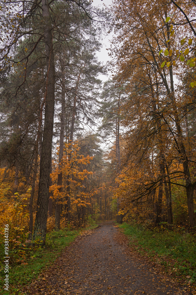 Fototapeta premium Empty road winding through vibrant autumn forest with tall trees and golden foliage. Nature landscape for background or design element.