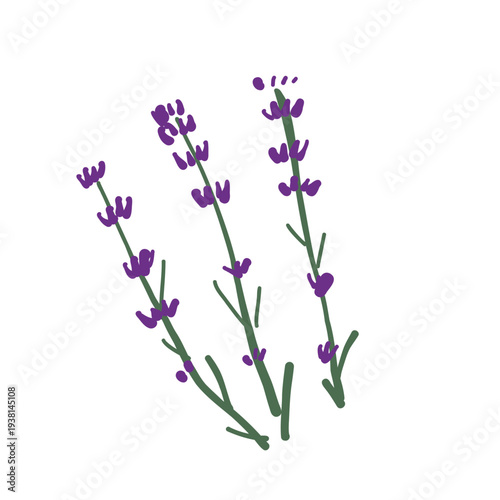 ナチュラルなイラストのラベンダー