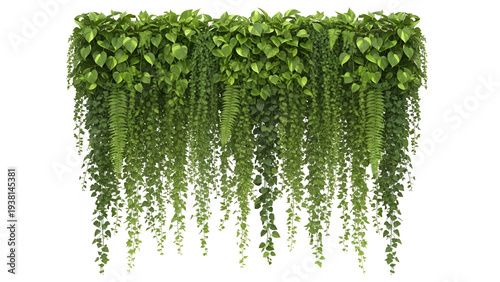 A lush green plant with hanging vines on transparent background