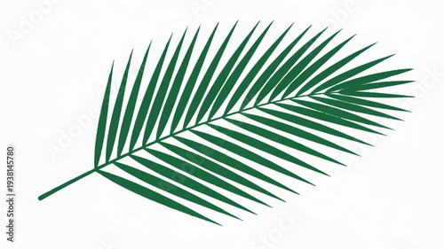 Large green palm leaf on white background symbolizing nature and tropical environments perfect for design projects