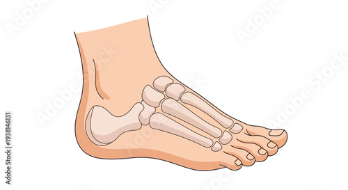 Human Foot Bone Structure.