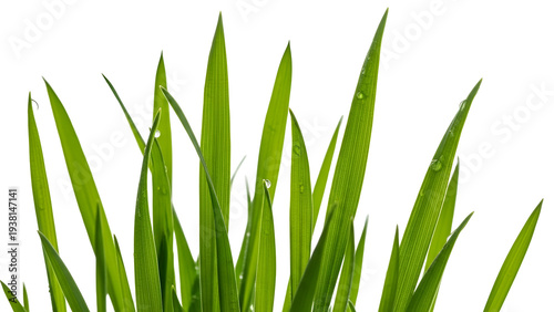 A close-up of green grass blades on a transparent background