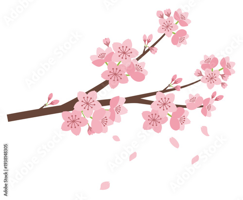 桜の花枝と舞い落ちる花びら