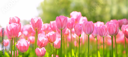 Spring nature background. beautiful pink tulips flowers close up in garden. Gentle artistic floral image. beauty purity of nature. relax, harmony, peaceful atmosphere. template for design. banner