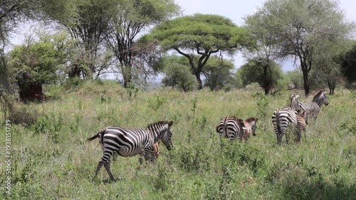 Zebra standing in the African savannah surrounded by dry grass and open wilderness under bright natural light. Iconic wildlife animal with distinctive black and white stripes grazing peacefully