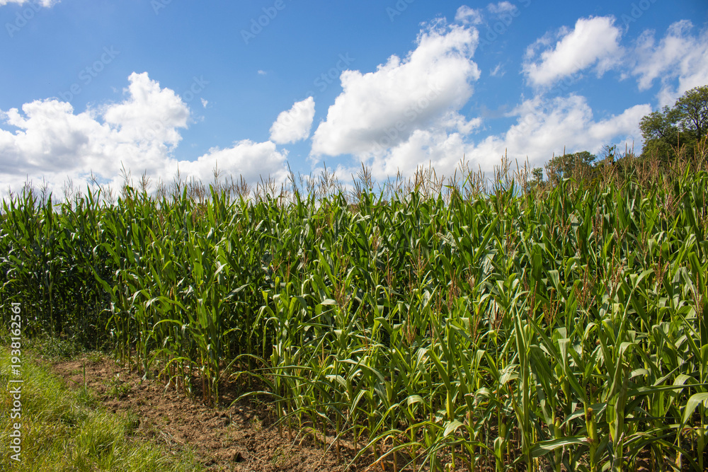 Obraz premium Maisfeld