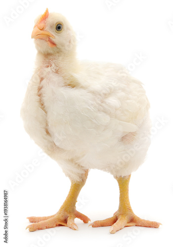 Fotografie Young white broiler chicken standing isolated on white background looking away