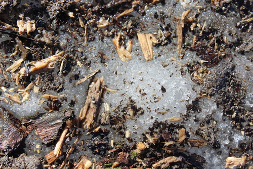 Wallpaper Mural Melting snow with sawdust and soil. Early spring thaw texture Torontodigital.ca