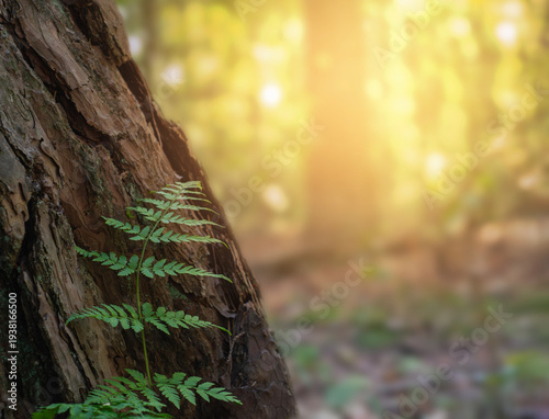 young fern growing on old tree trunk in warm forest sunlight