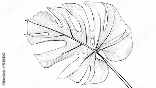 Monstera Deliciosa Leaf, Artistic Botanical Illustration, Tropical Foliage