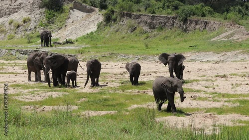 African elephant walking across the wild savanna surrounded by dry grass and open landscape under warm sunlight. Majestic wildlife scene showing the largest land animal in its natural habitat. Powerfu