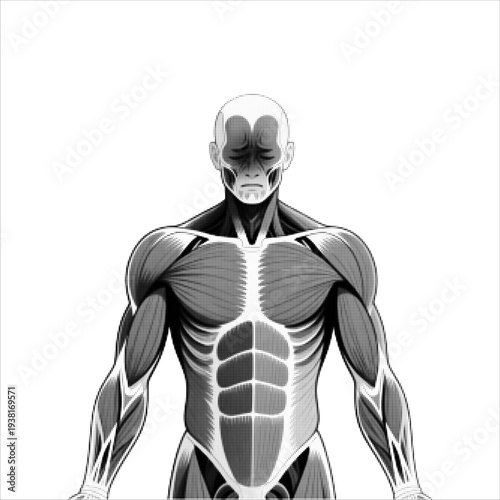 Human muscular anatomy illustration in halftone style. Front view of male body showing muscle structure, fitness strength concept, medical anatomy reference isolated on white.