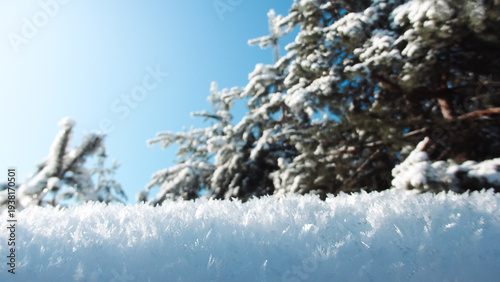 Macro view of sharp ice crystals and sparkling frost on a foreground surface with snowy fir trees and blue sky background