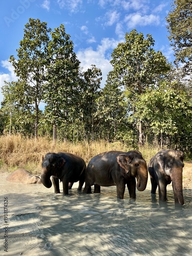 Tableau sur toile Three Asian elephants stand side by side in a shallow water pool at an elephant sanctuary near Chiang Mai, Thailand, facing the camera under a vivid blue sky with lush forest in the background