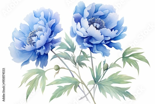 Blue peonies painted in watercolor with green leaves and buds on a white background