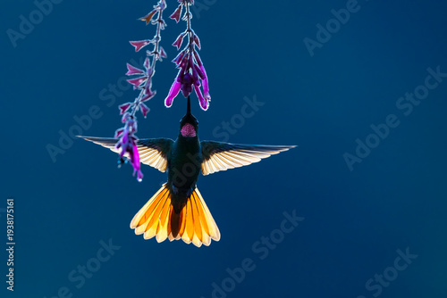 Brazilian ruby (Clytolaema rubricauda ) male, nectaring on flower, Atlantic rainforest, Sao Paulo, Brazil. 