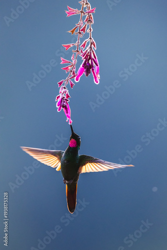 Brazilian ruby (Clytolaema rubricauda) male, nectaring on flower in Atlantic rainforest, Brazil. 