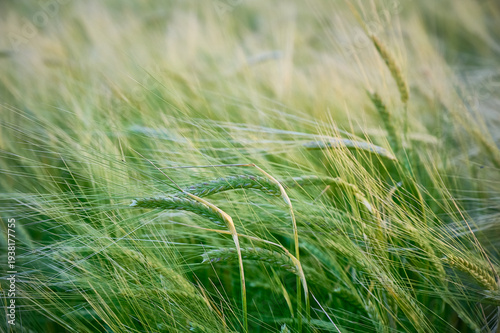 Konstfotografi Green unripe barley(Hordeum vulgare) plantation in summer