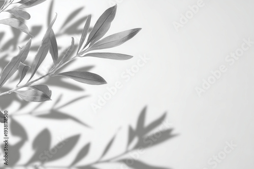 blurred white background with shadows of leaves and flowers. light gray abstract nature pattern for presentation, banner, or wallpaper.