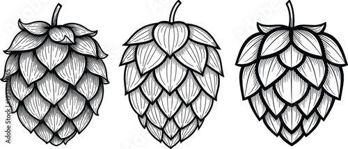 Set of three hand drawn hop cone illustrations in vintage woodcut style for craft beer brewing brewery labels and natural herbal medicine flat vector