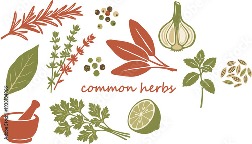 A vibrant assortment of fresh kitchen herbs and aromatic spices essential for gourmet cooking