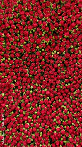 Top view of a dense field of red rose buds with green sepals forming a vibrant floral background.