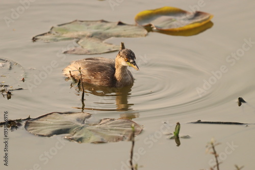 Little Grebe