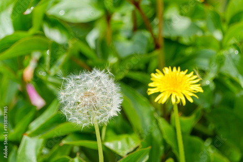Foto 春の野原で対照的に並ぶ黄色いタンポポの花と白い綿毛