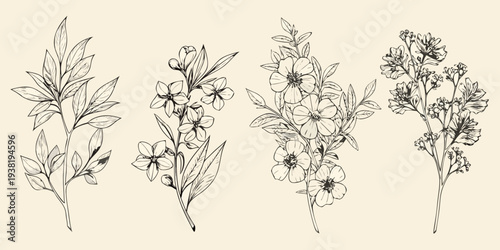 Detailed botanical illustration featuring various flowering plant stems and leaves