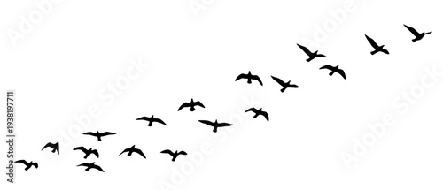 vector illustration of a flock of flying birds. Piheon or swallow flying in a group.