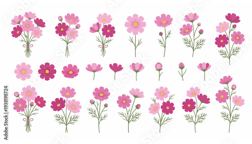 Beautiful collection of pink and magenta cosmos flowers and plants, perfect for floral design and nature-inspired art
