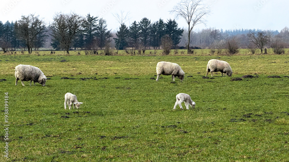 Obraz premium Group of sheep grazing on lush green pasture with two lambs in foreground, surrounded by trees and open fields under a cloudy sky