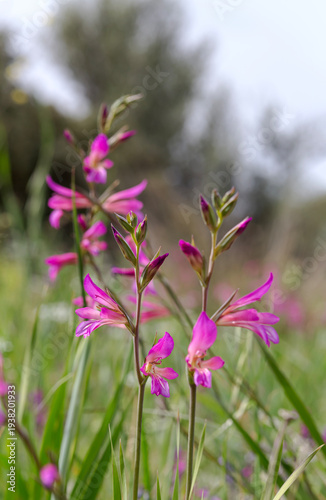 Wild gladiolus (Gladiolus communis) grows in a meadow on a sunny, spring day
