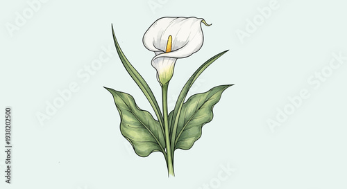 Elegant White Calla Lily Flower with Green Leaves, Delicate Botanical Illustration
