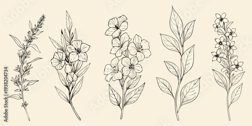 Delicate botanical illustration featuring various flowering plant stems